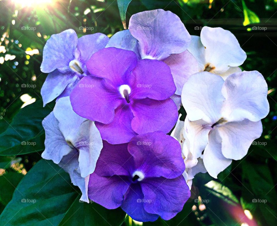 Unique bicolored flowers
