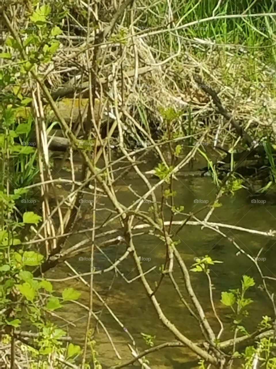 Nature, Outdoors, Leaf, Flora, Water