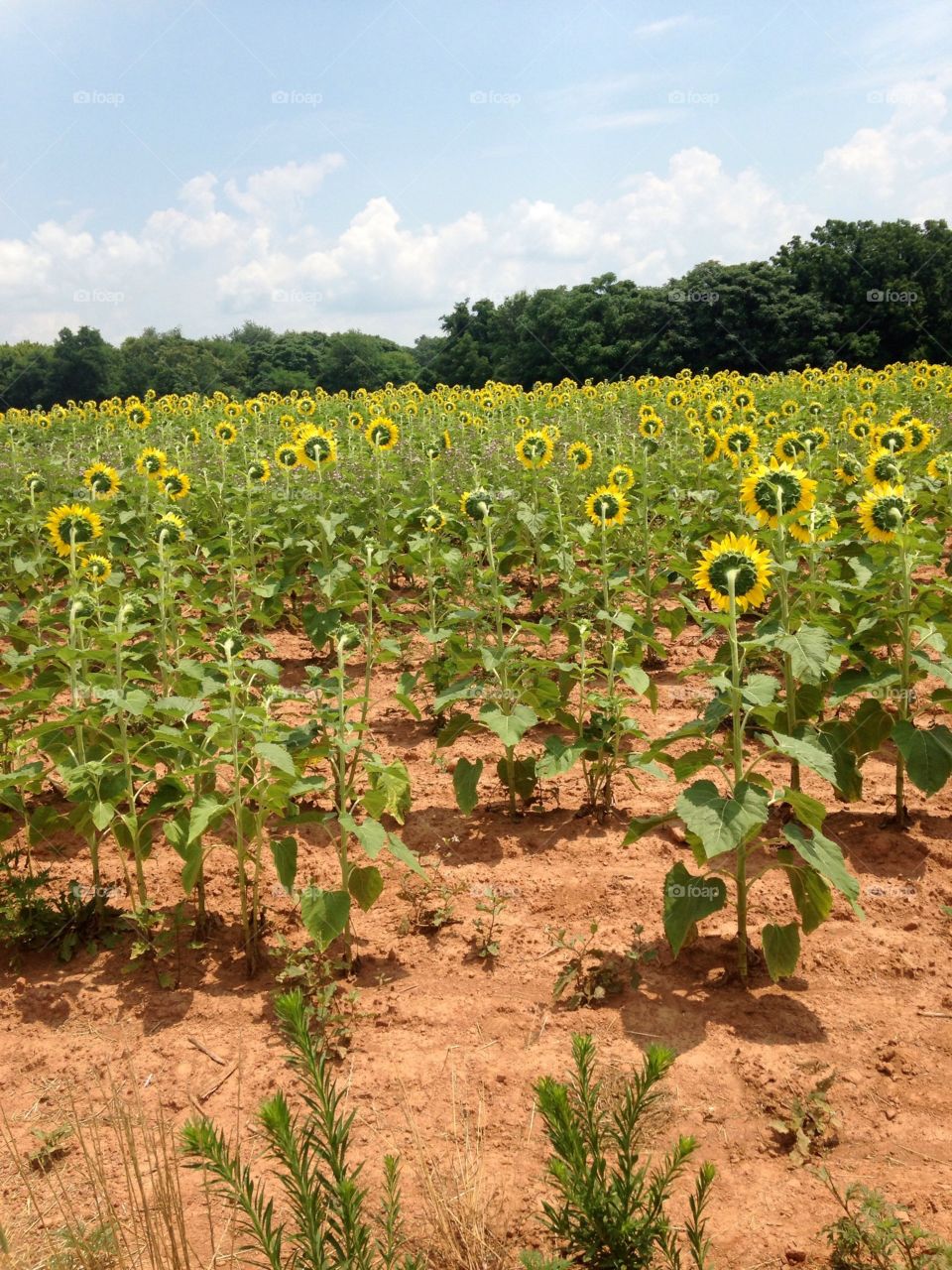 Sunflower fields. McKee breshers 