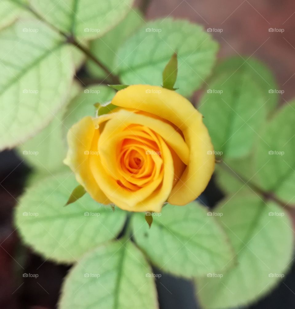 yellow rose flower