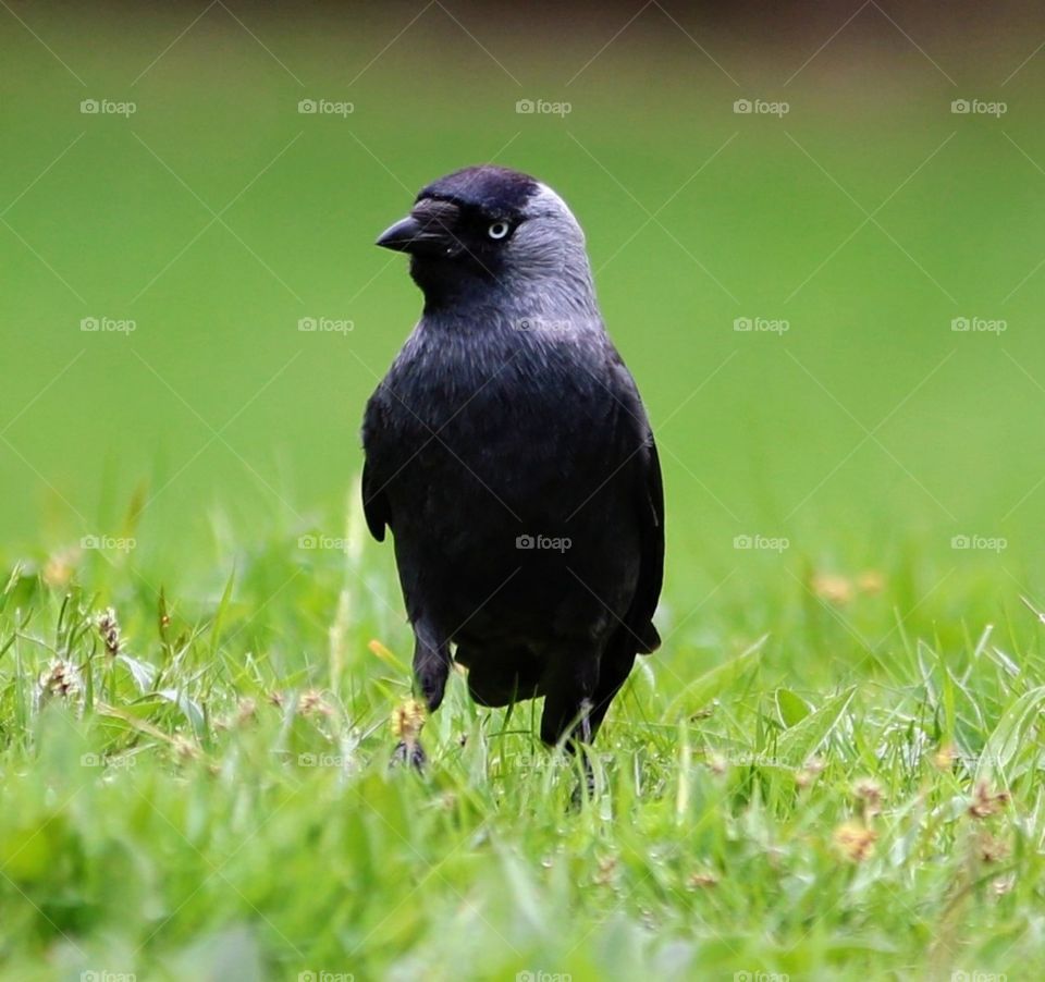 A lovely looking jackdaw