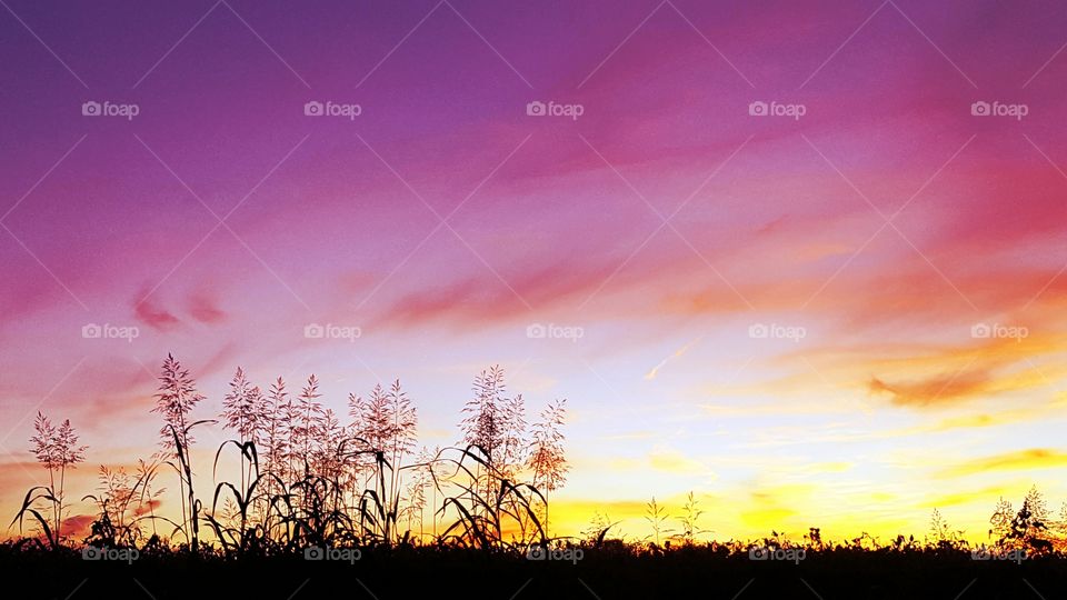 Blazing sunset silhouette