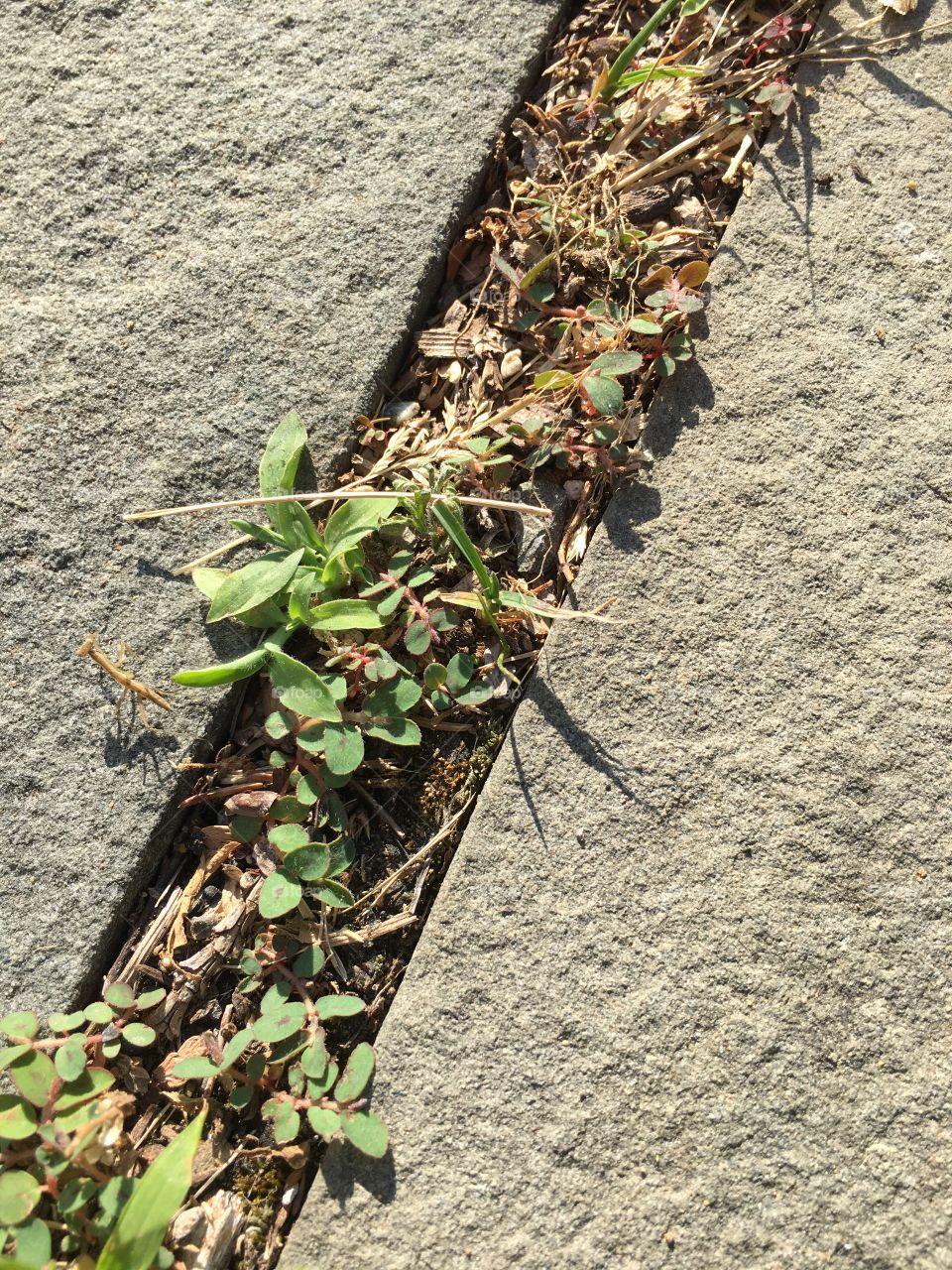 Baby praying mantis in the prowl