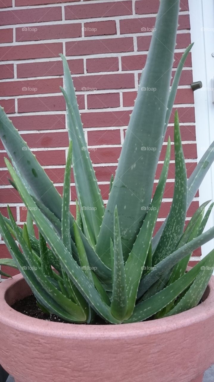 Aloe vera plant