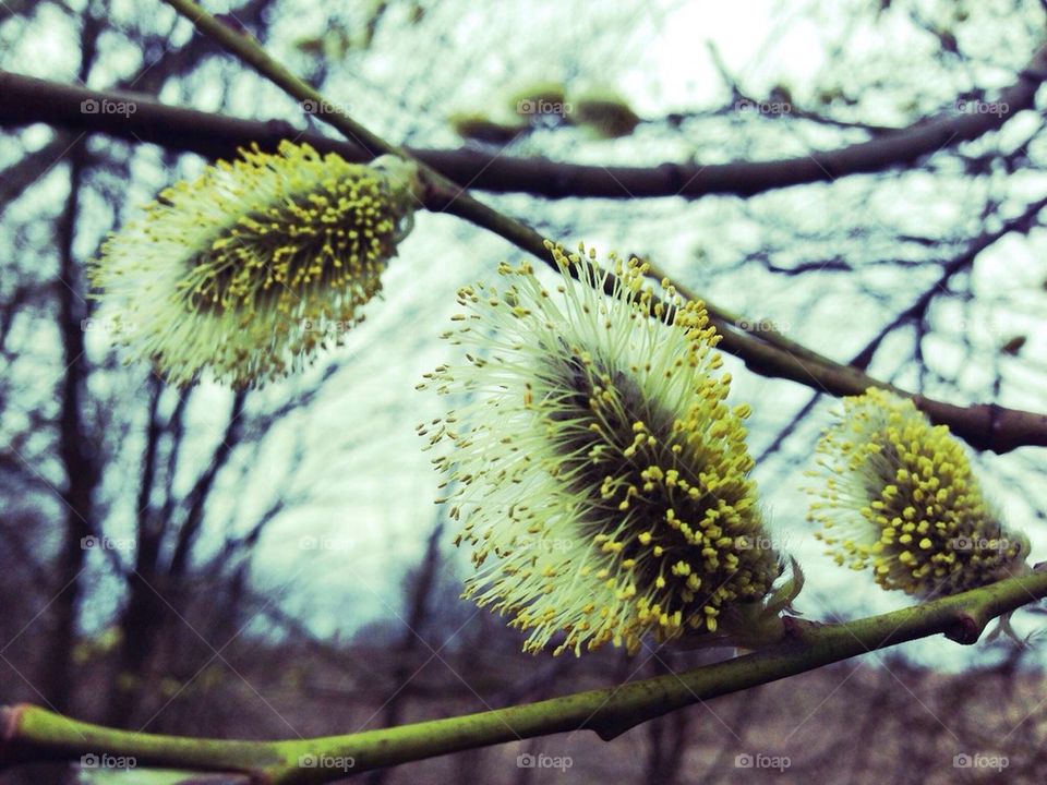 Spring and joy