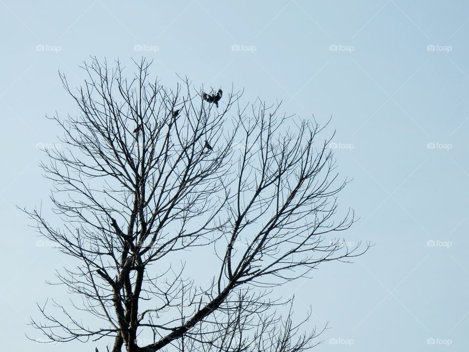 Birds on bare tree