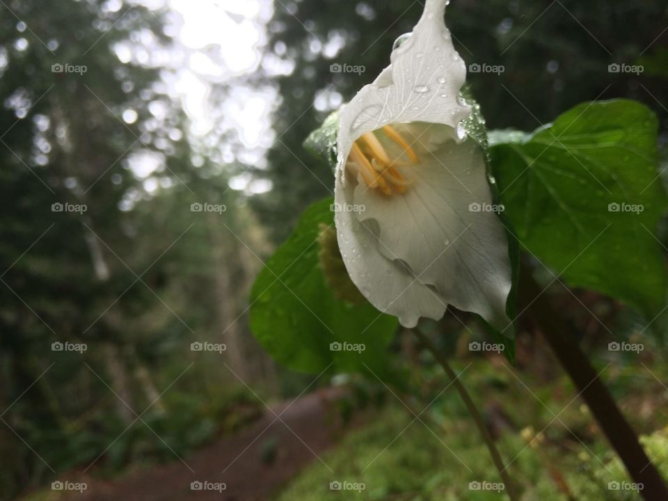 One of the many beautiful wildflowers you will find on Vancouver Island.  One of the incredible images you’ll find while hiking the rain forests of Vancouver Island in British Columbia Canada
