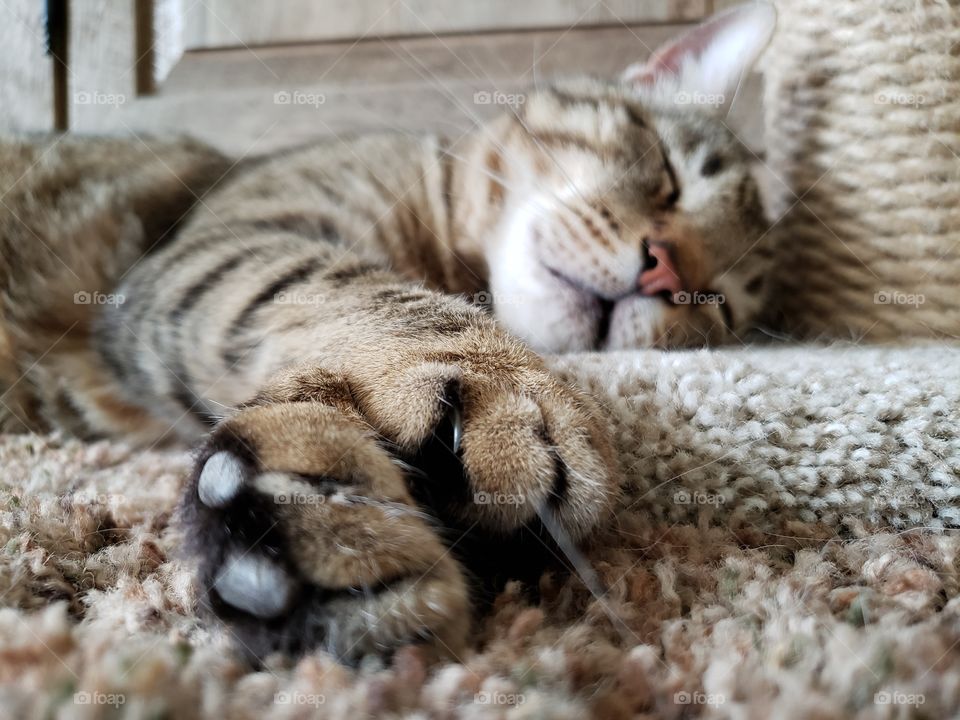 Boo Boo's favorite spot