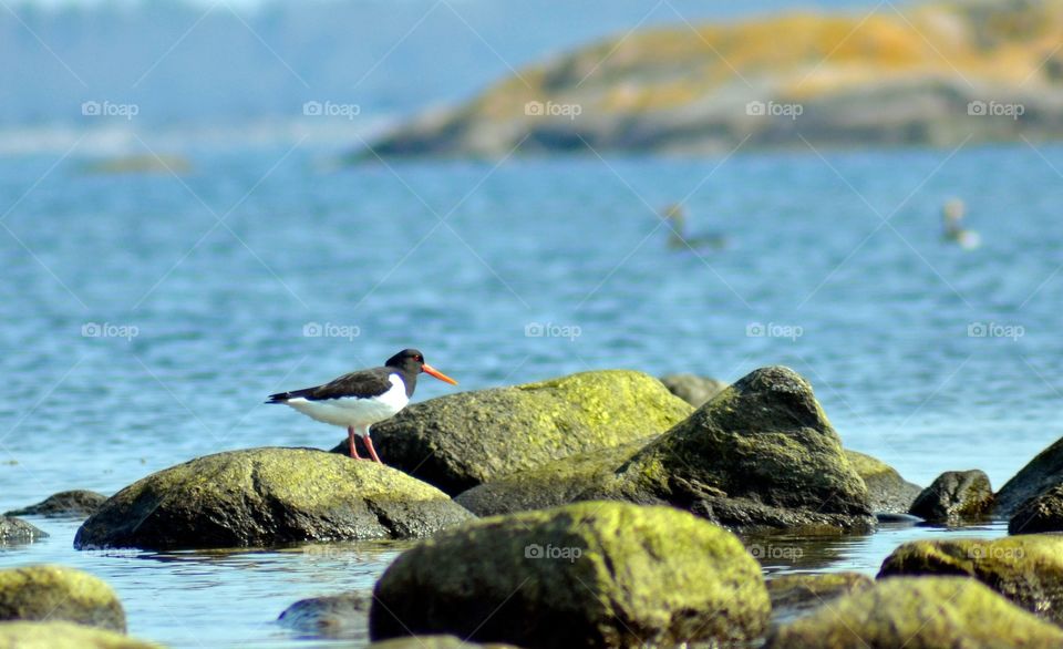 Strandskata, Oyster catcher