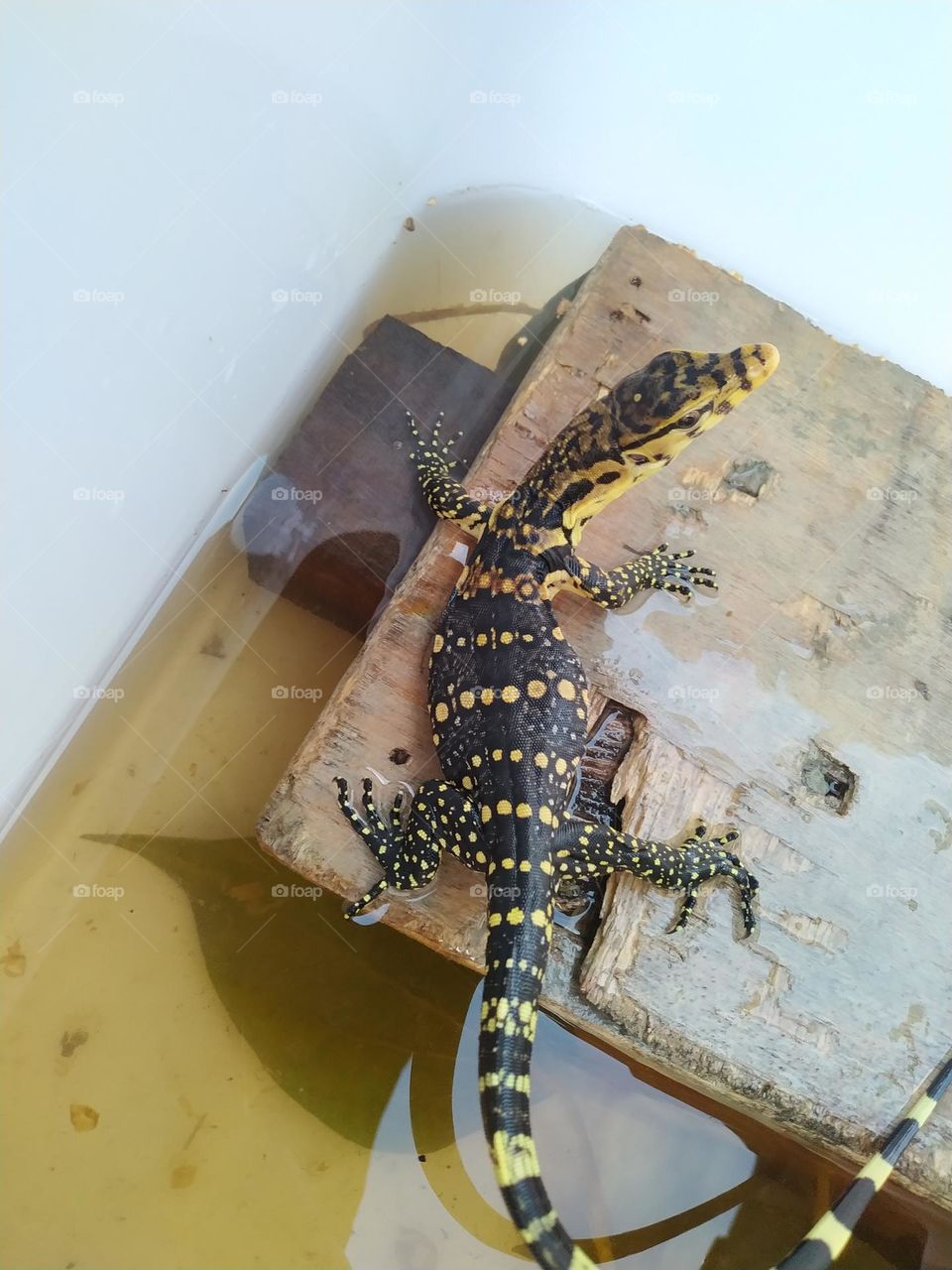 a baby lizard was trapped in a container