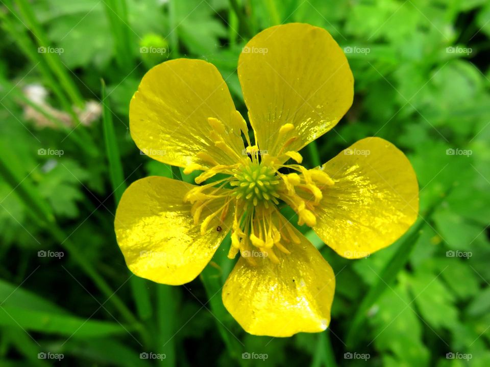 Close-up of buttercup flower