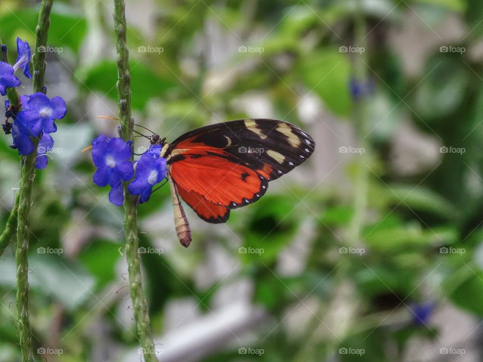 Doris Longwing Tropical Butterfly. Delicate Butterfly In The Rainforest
