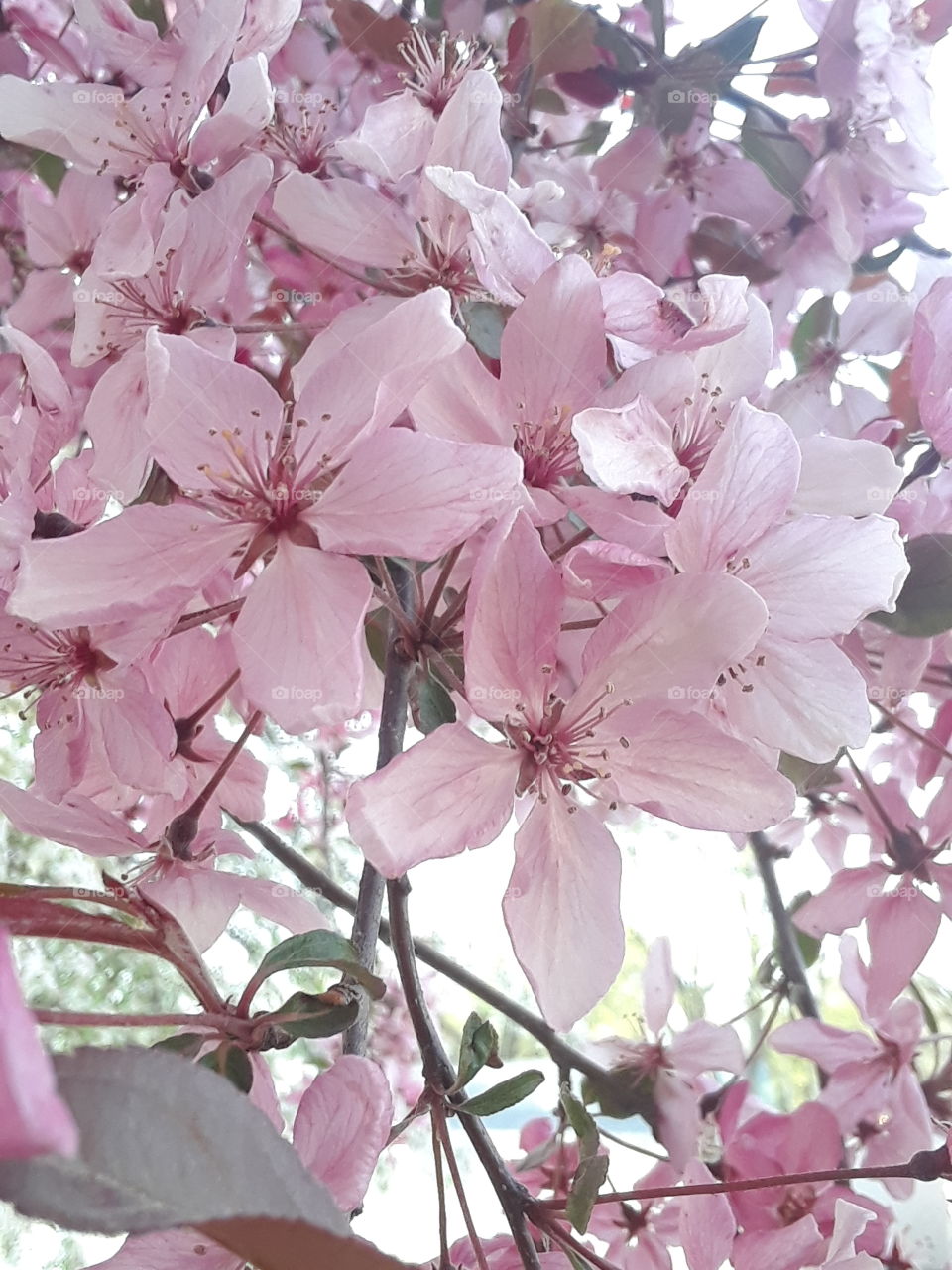 Spring Pink Cherry Tree Blossoms