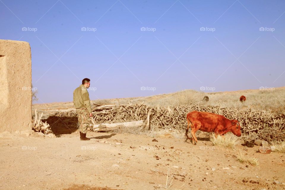 Yak in Desert