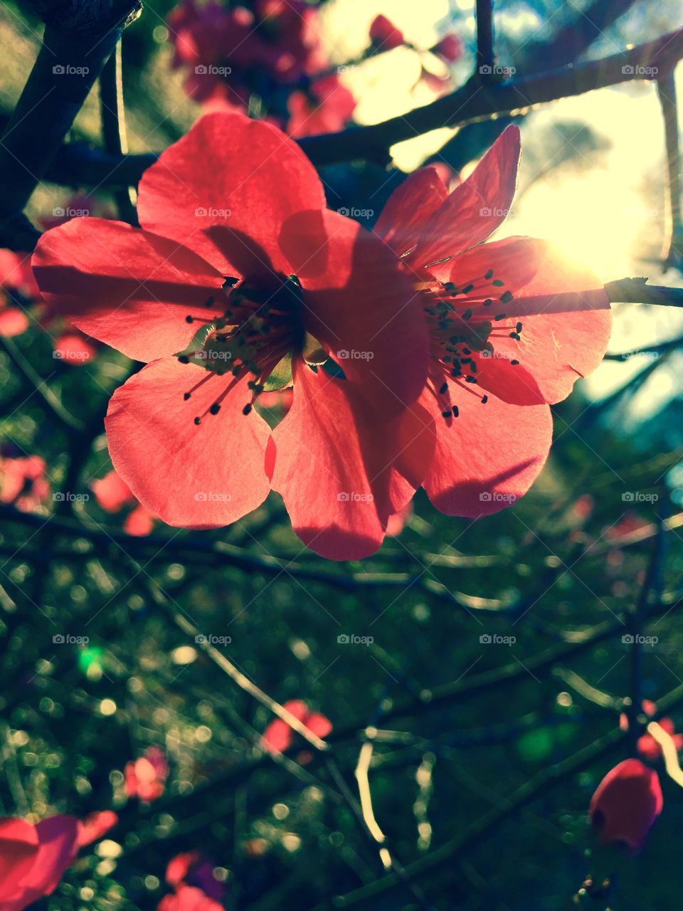 Quince Flower in the Sun