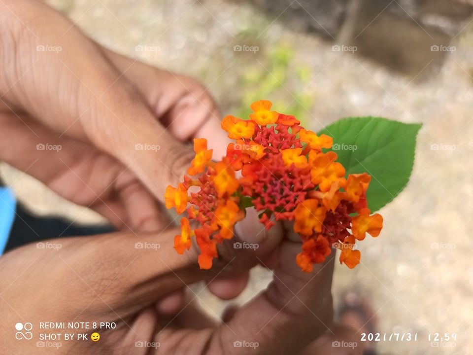 flowers makes man freashy😍