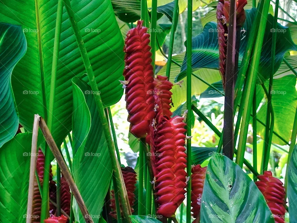 Fruit 