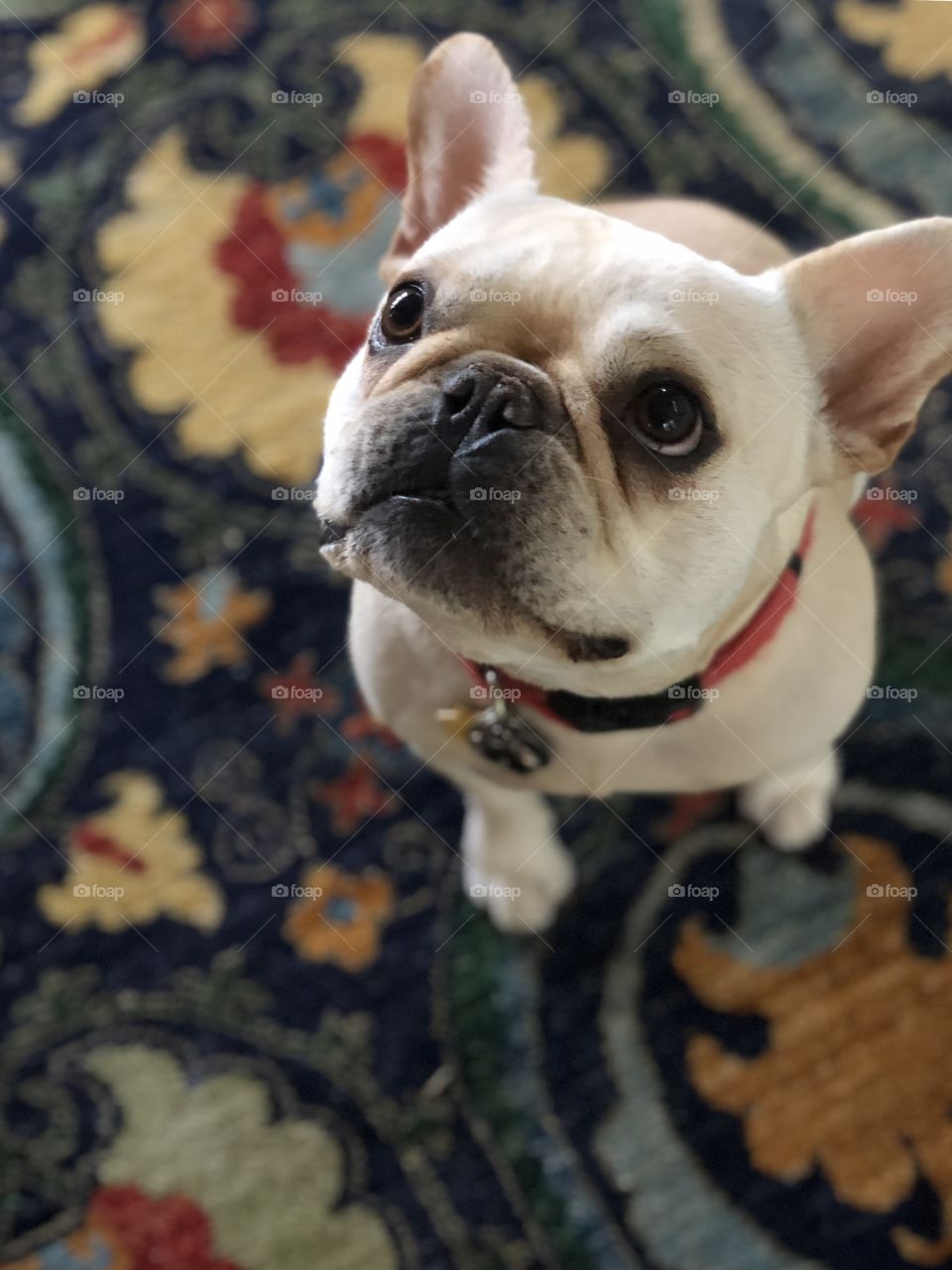 Sitting French Bulldog looking up. Fawn-colored Frenchie sitting on a colorful rug.