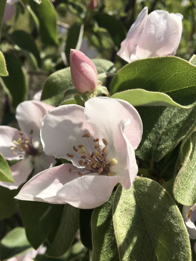 First quince blossom
