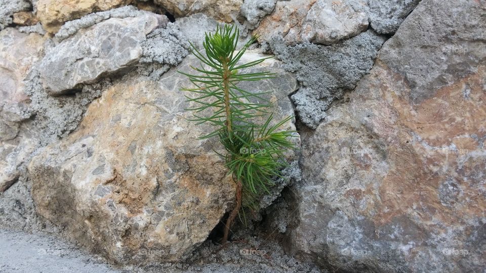Pine from the stone