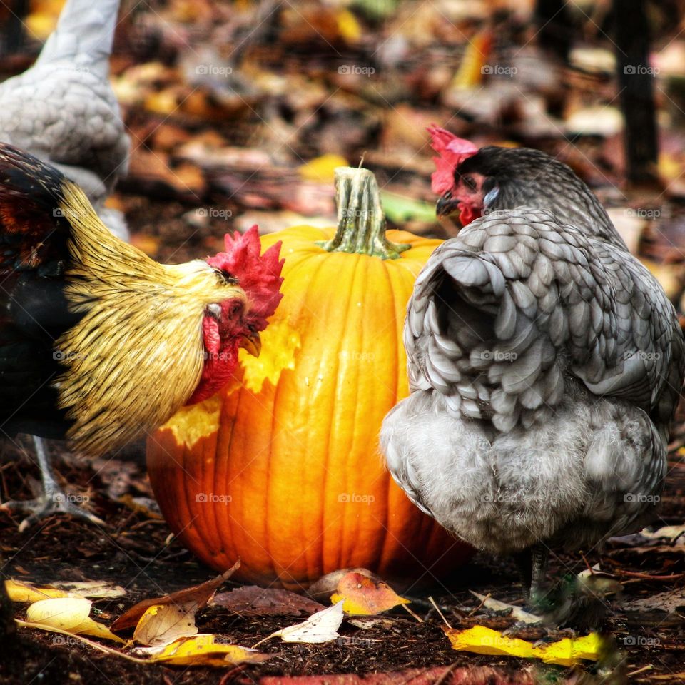 Chicken pumpkin carving