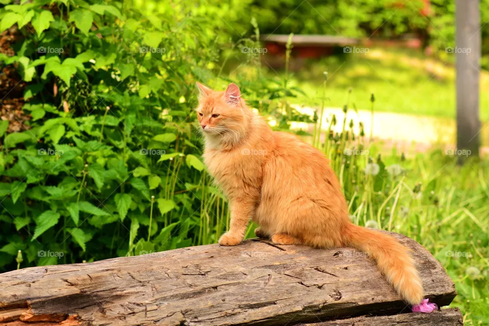 cat
