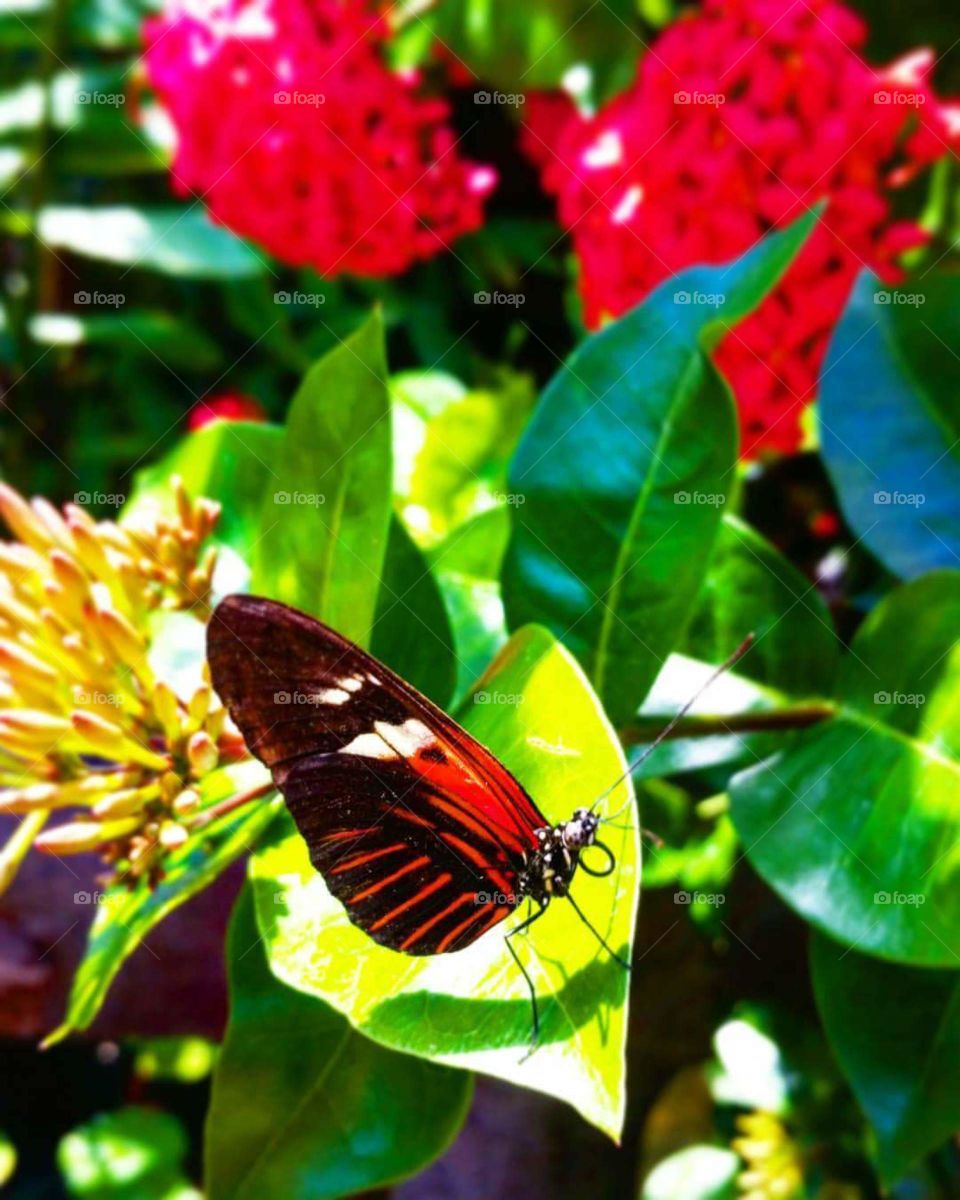 close up on a red butterfly