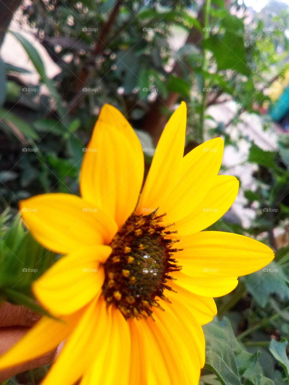 fresh flower