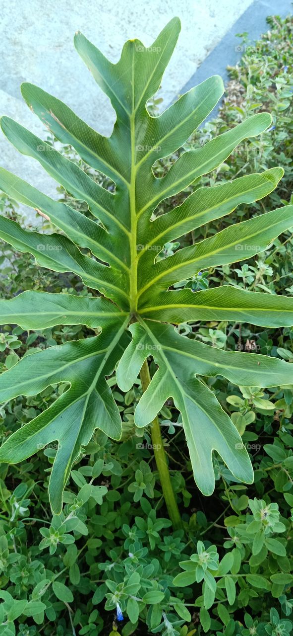 Beautiful and green leafy plants