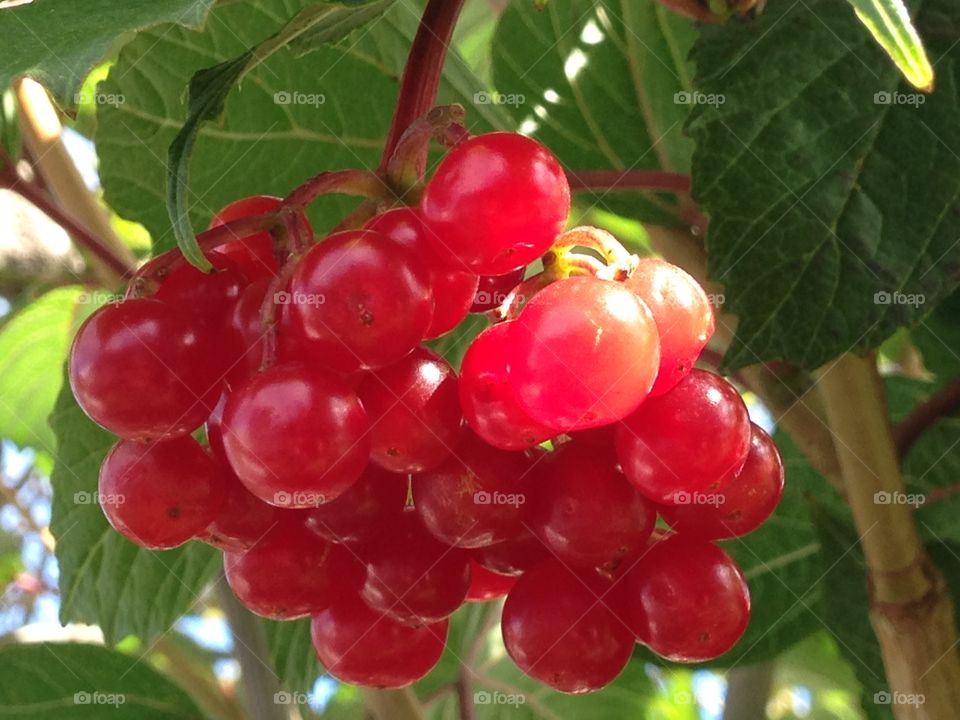 Red berries