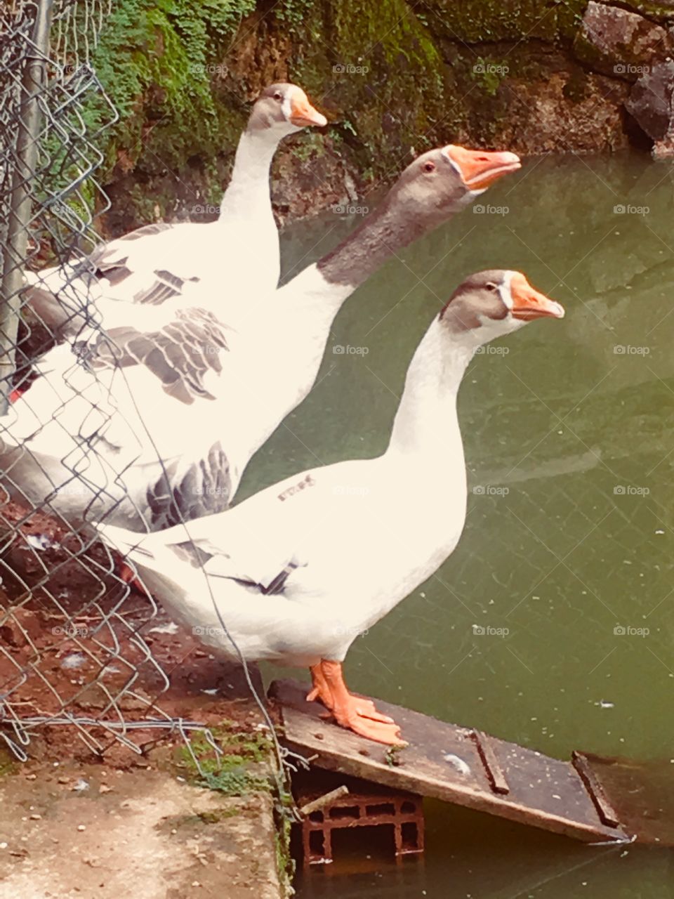 Os gansos estão se divertindo à beira do lago.  Pudera, com essa generosa natureza...