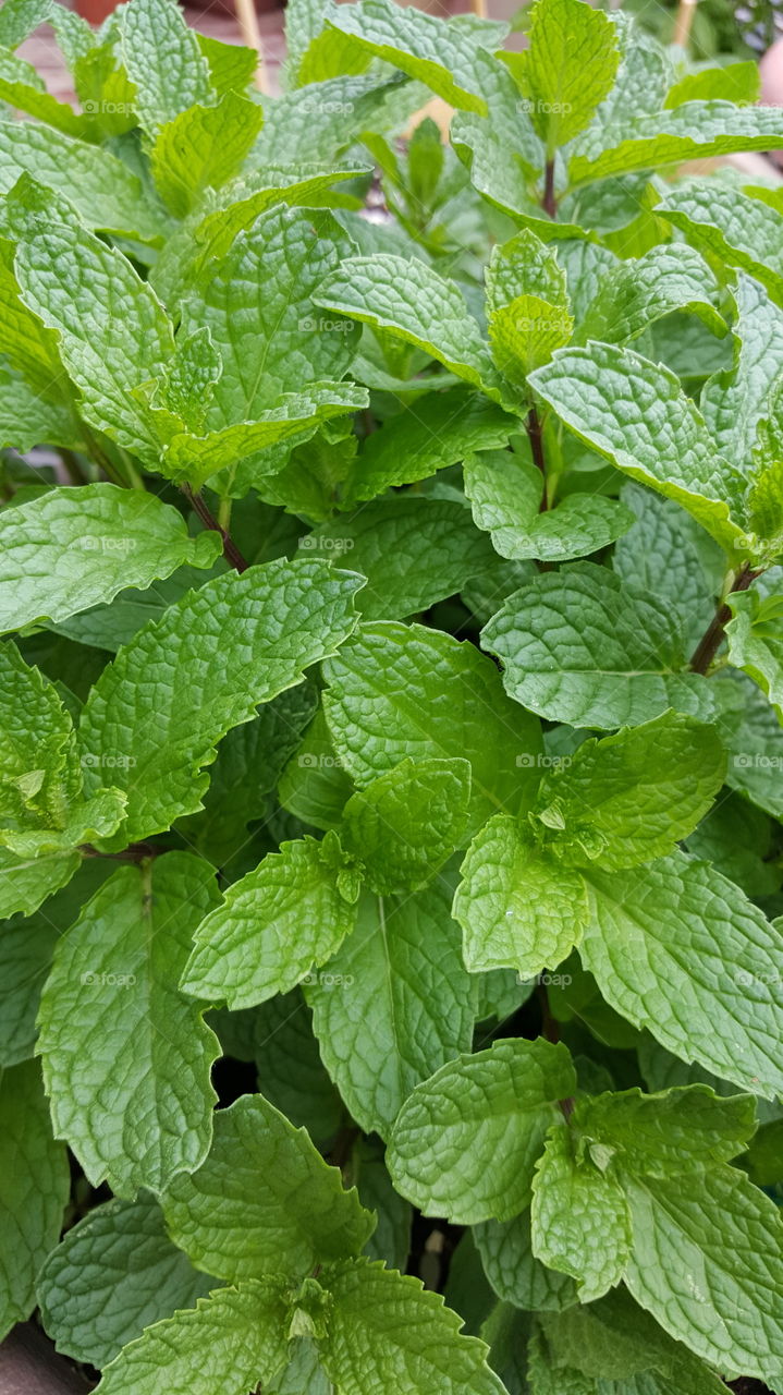 close up of mint in garden