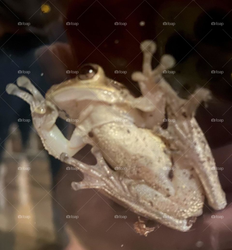 Frog on glass