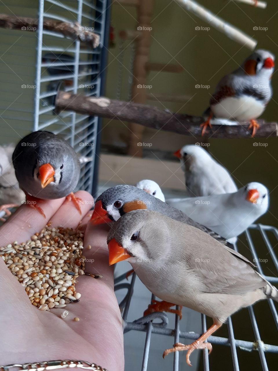 Zebrafinches