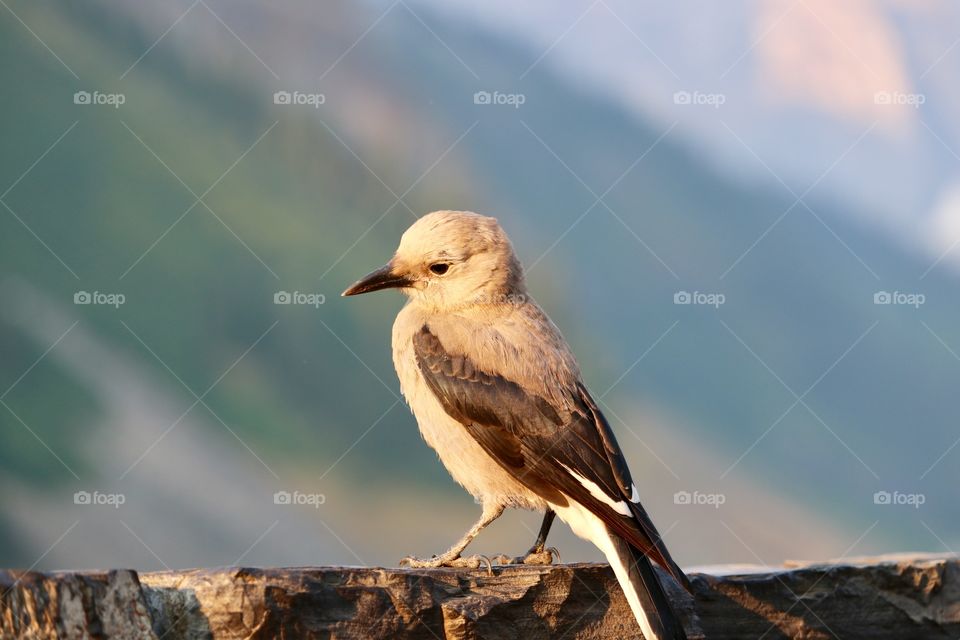 Closeup view of a Clark's Nutcracker bird otherwise known as a Clark's Crow or Nutcracker Crow, member of the Passerine family, this one photographed at Lake Louise in Banff National Park at Canada's Rocky Mountains 