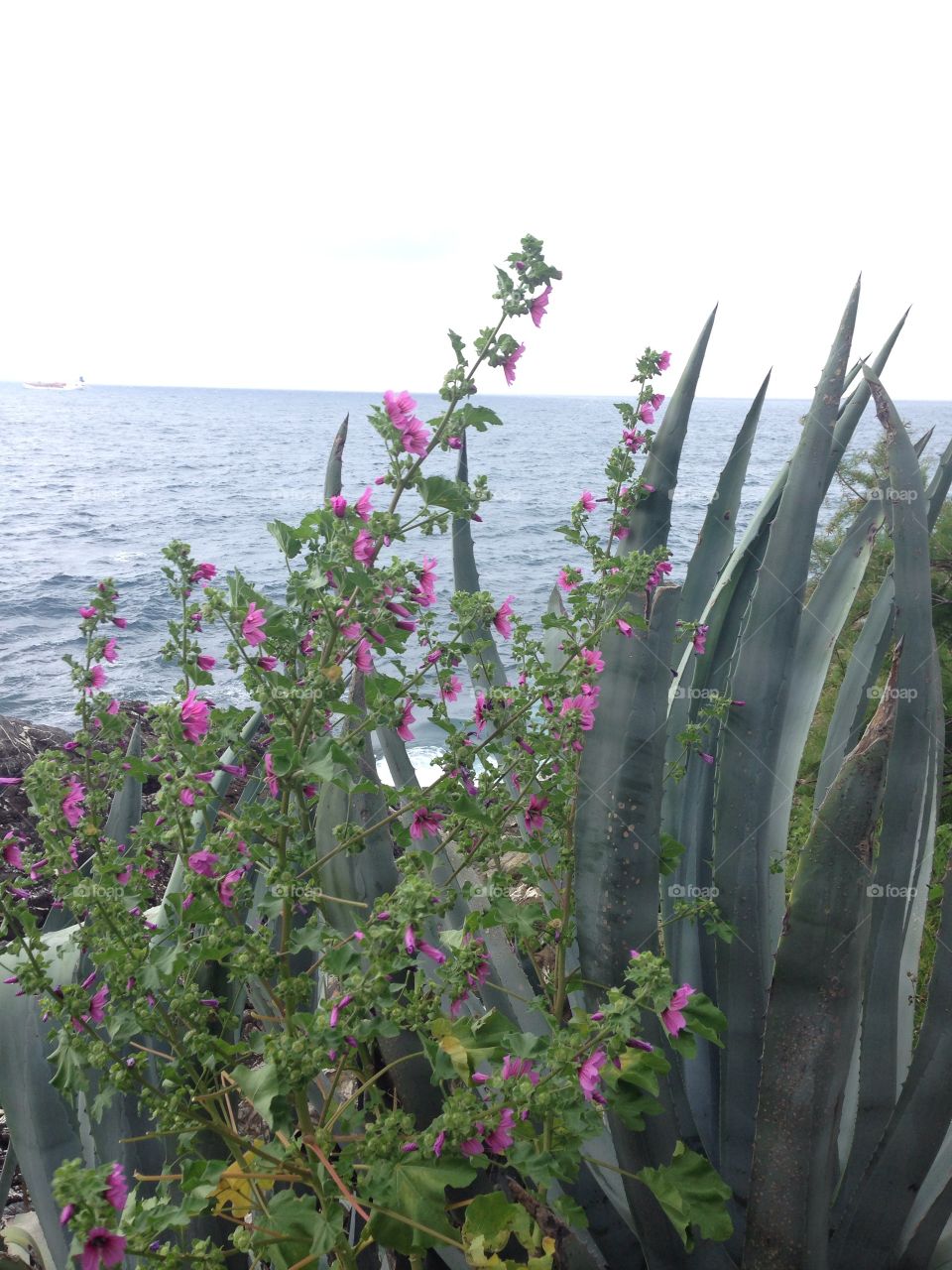 Nervi Genova Liguria