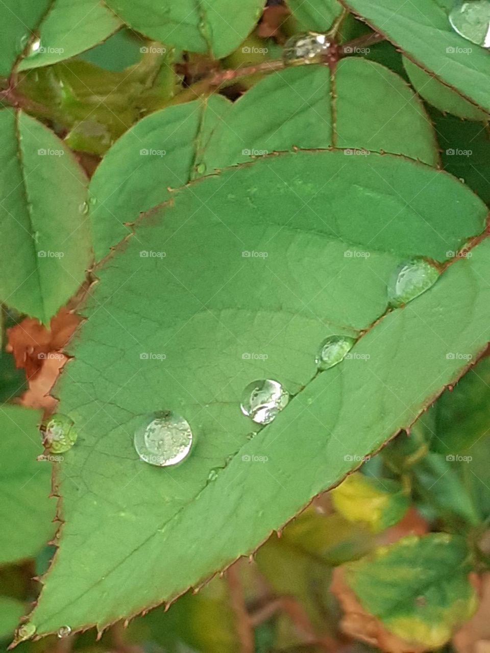 las gotas de agua en una hoja verde