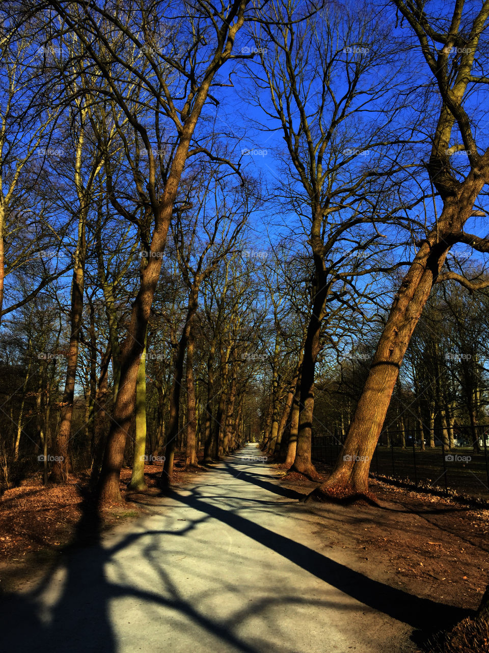 Bare trees in a park in Antwerp, Belgium, February 2018.