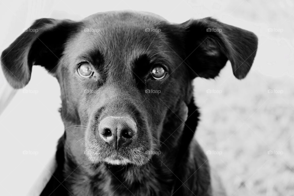 Black & White Lab