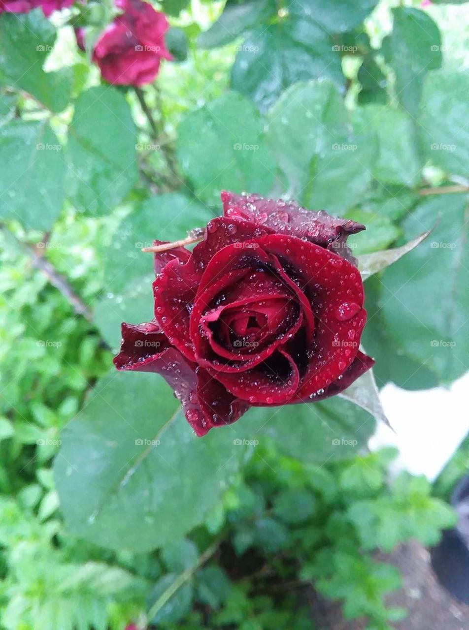 Rose in the summer rain