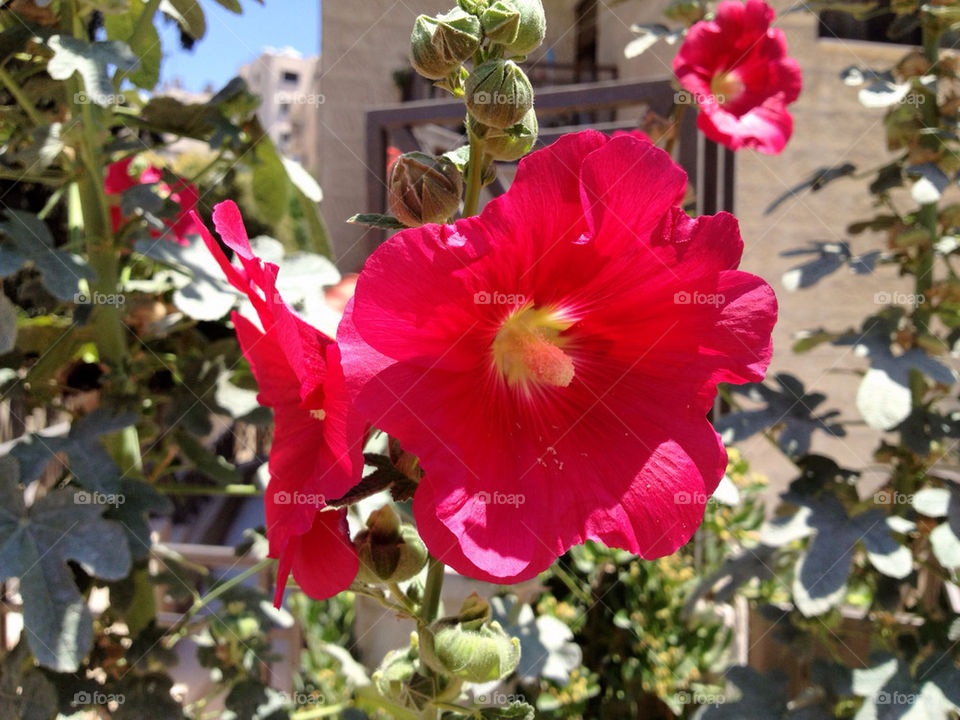 green spring pink flower by a.bilbaisi