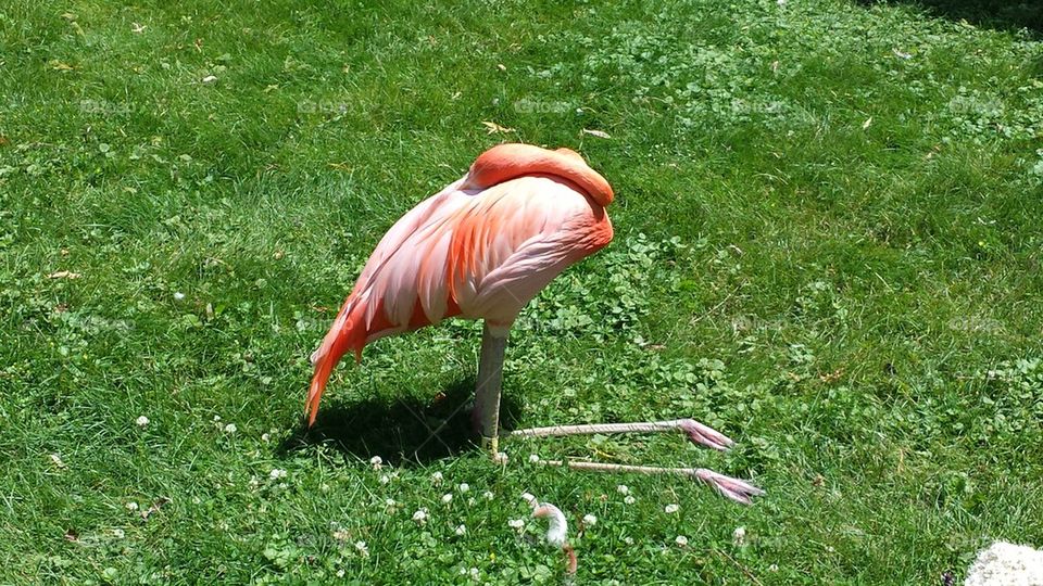 pink flamingo