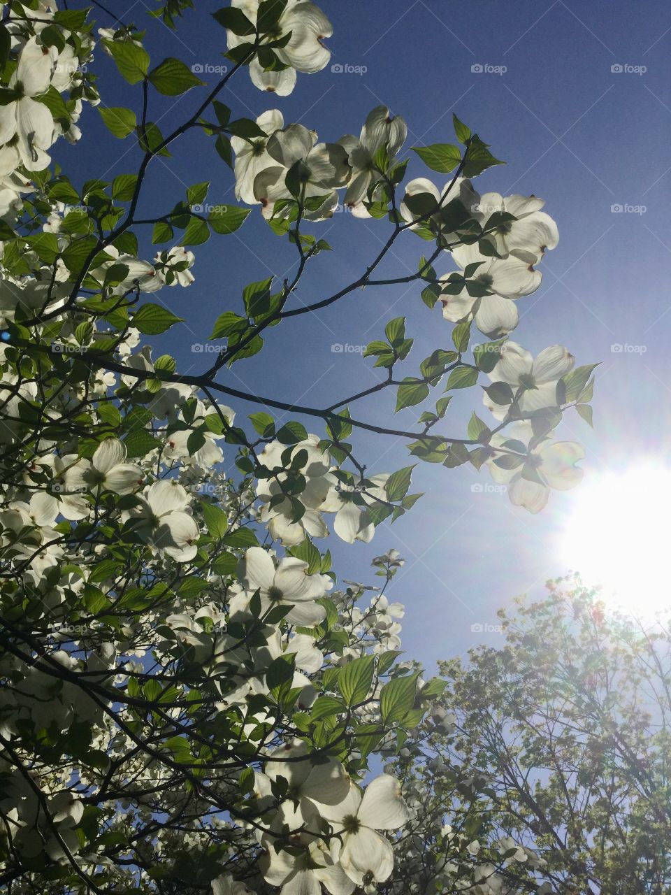 White flowers and bright sun glare 