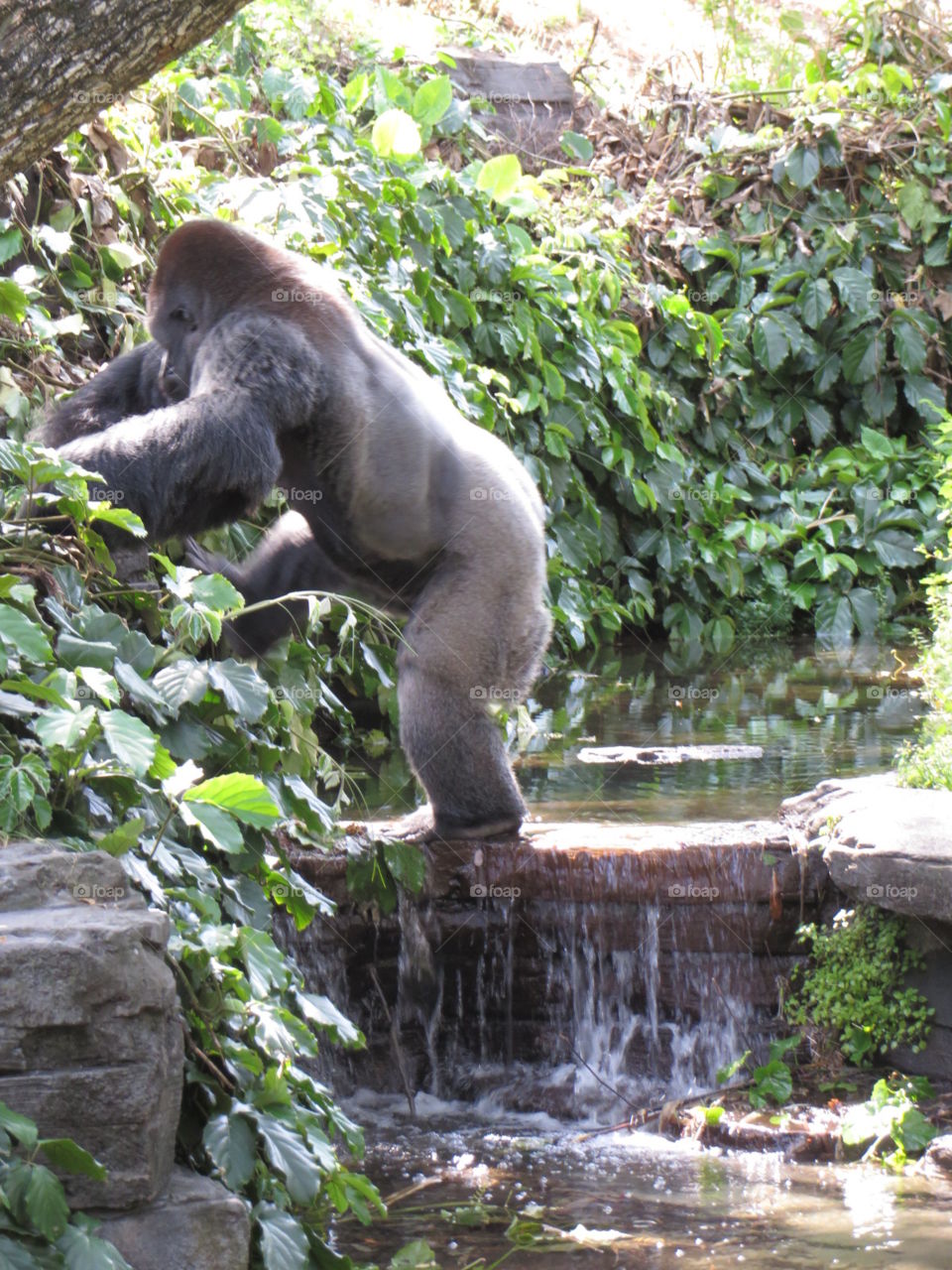 Climbing gorilla 