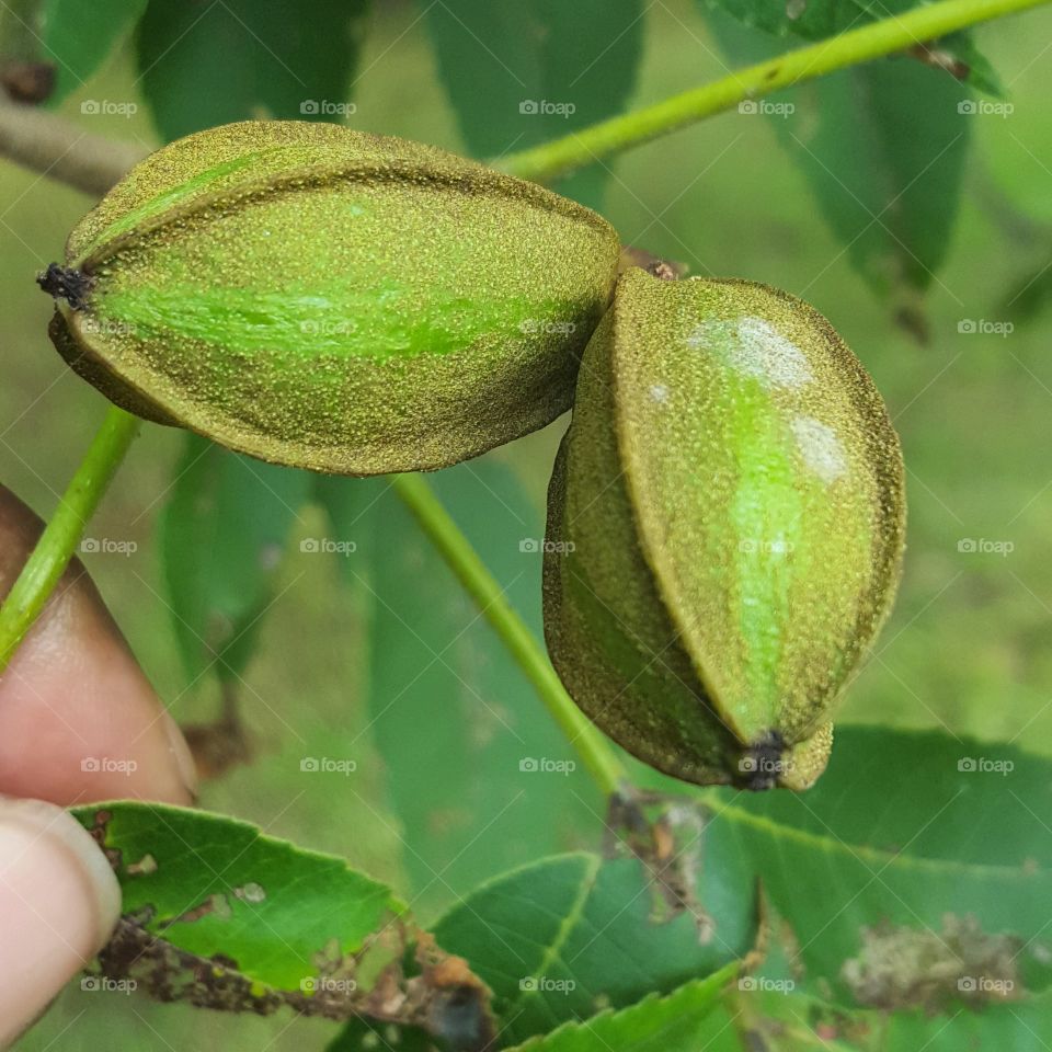 green walnut tree