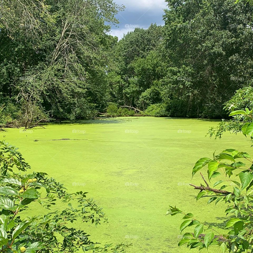 Sea Moss lake