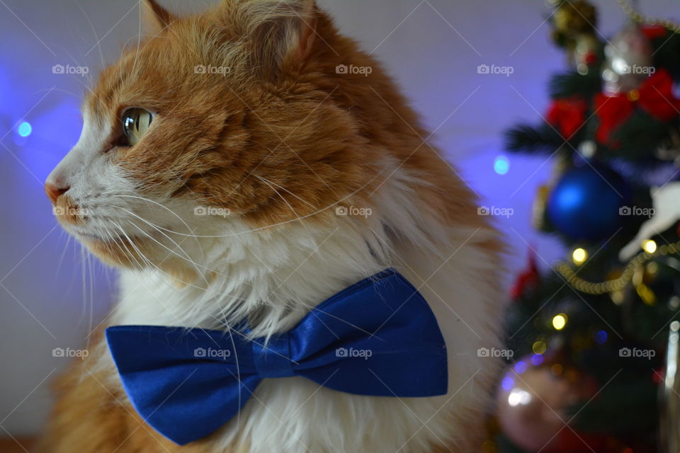 Red cat pet in the blue bow tie Christmas and New year holiday background