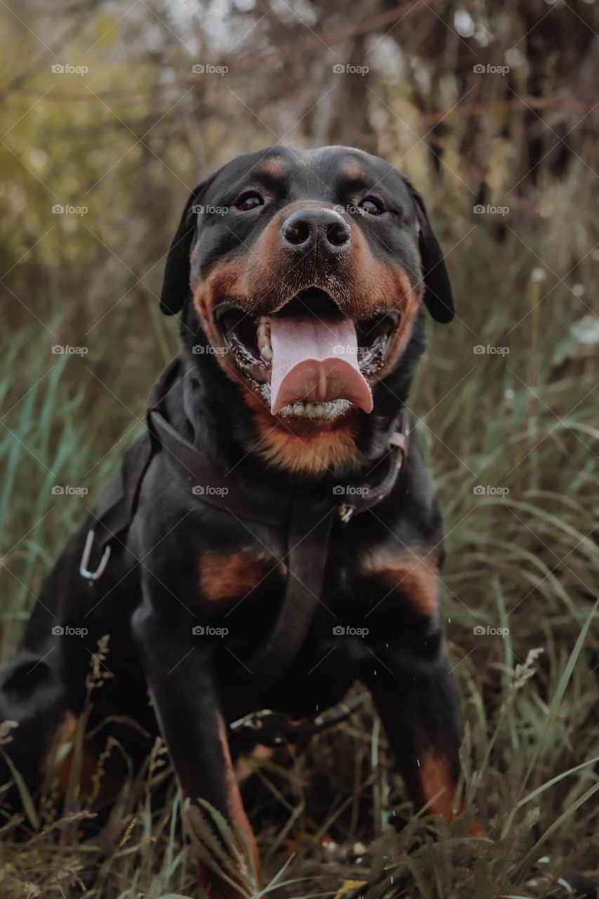 Magical Rottweiler Dog