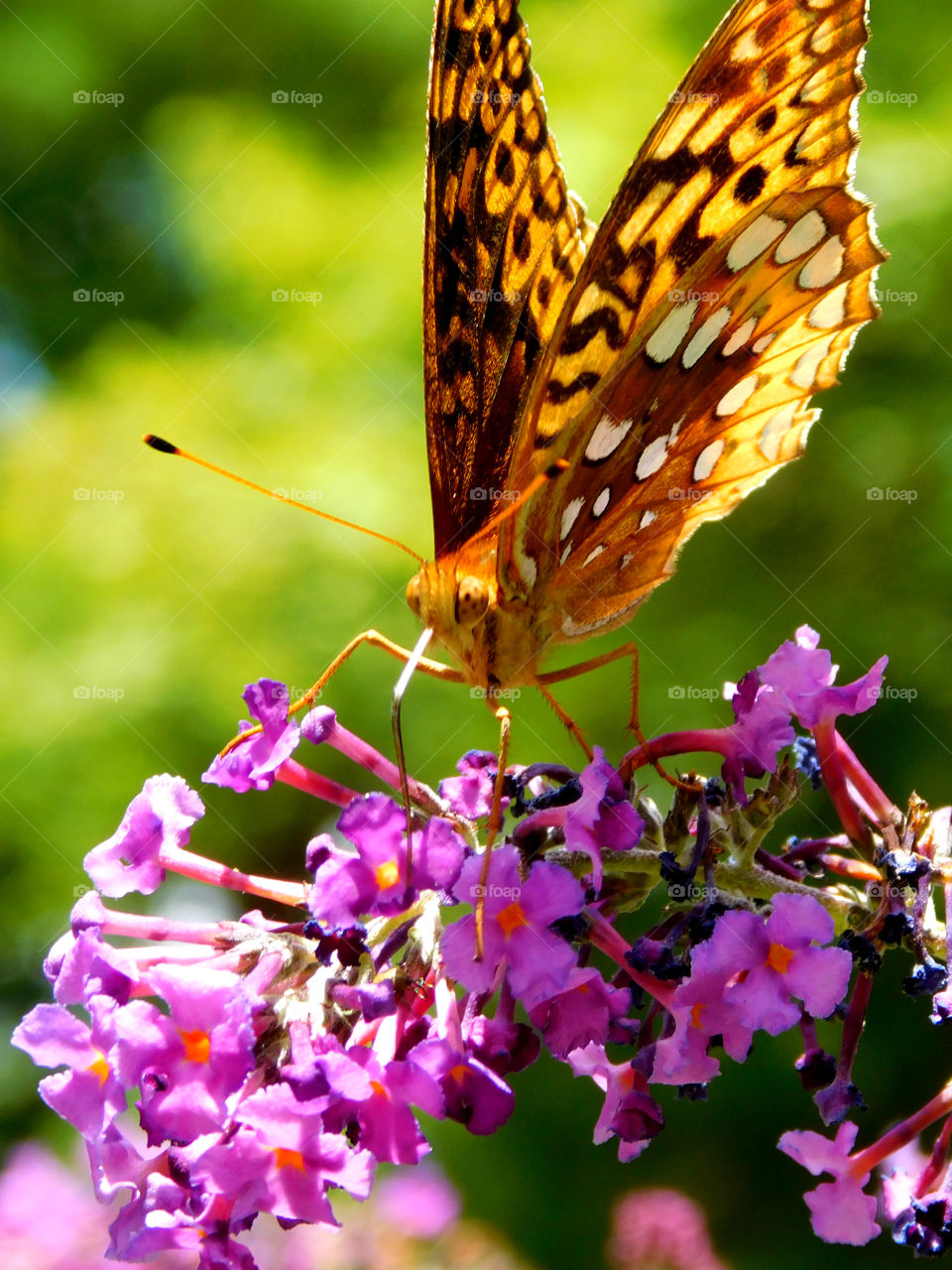 Close-up of butterfly on flower