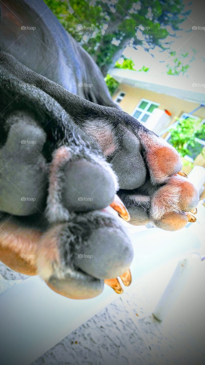 Puppy Paws!